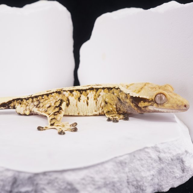 트라이 핀스트라이프