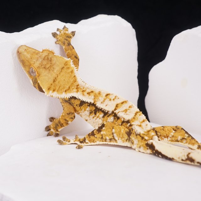 드리피 화이트스팟 트라이