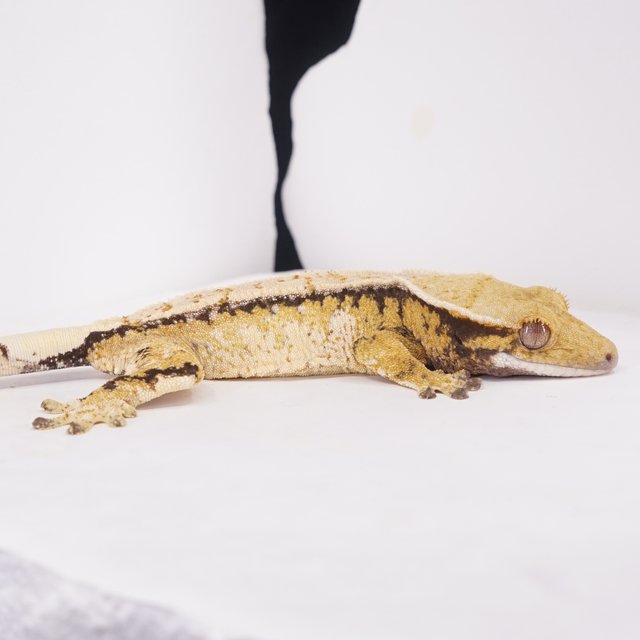 풀핀 쿼드 트라이