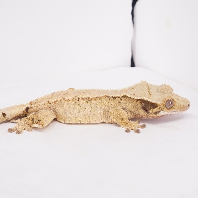 쿼드 풀핀 익스트림할리퀸