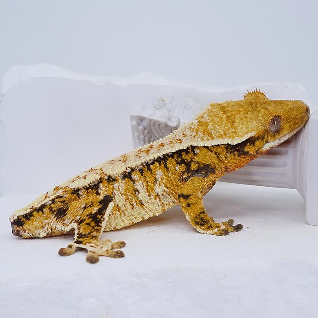 Tangerine Tri Extreme Harlequin