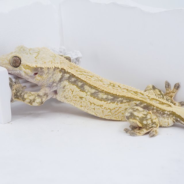 Quad Pinstripe Super Stripe Tri