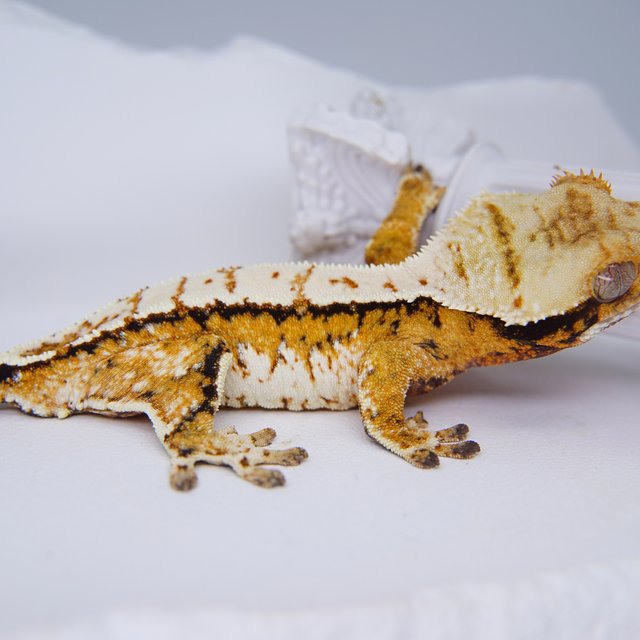 Tangerine Tri Extreme Harlequin