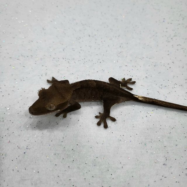 알티 챠콜