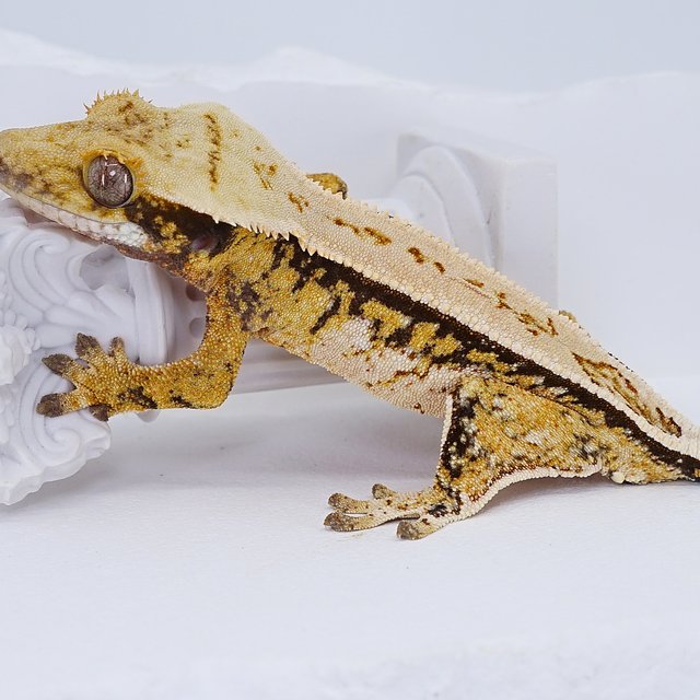 Quad Full Pinstripe Tri Extreme Harlequin Pinstripe