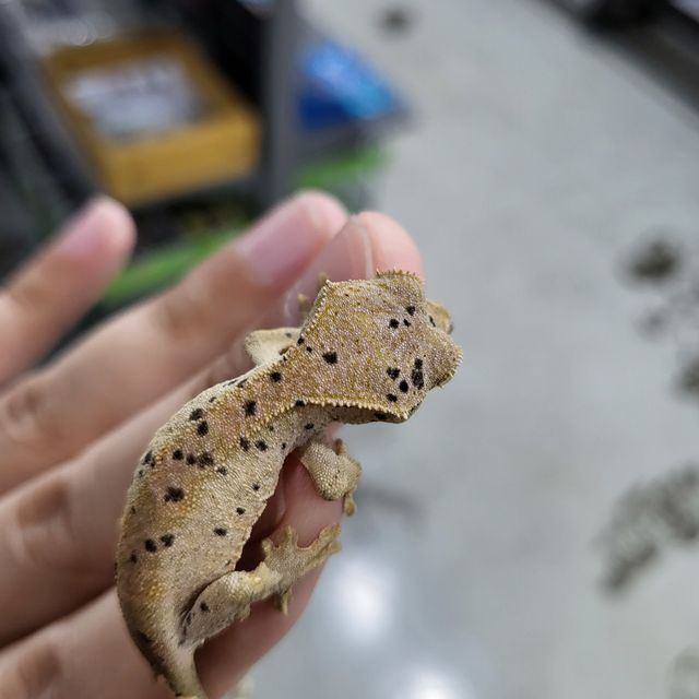 슈퍼달마시안