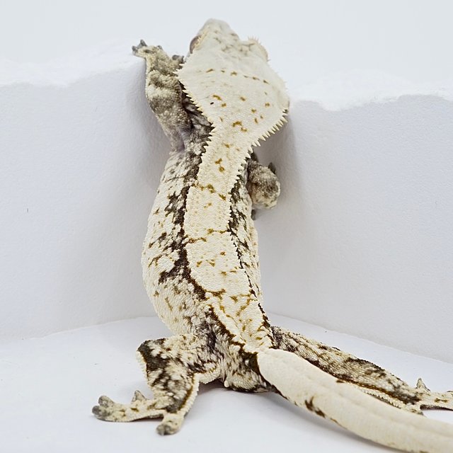 Drippy Extreme Harlequin White Spot