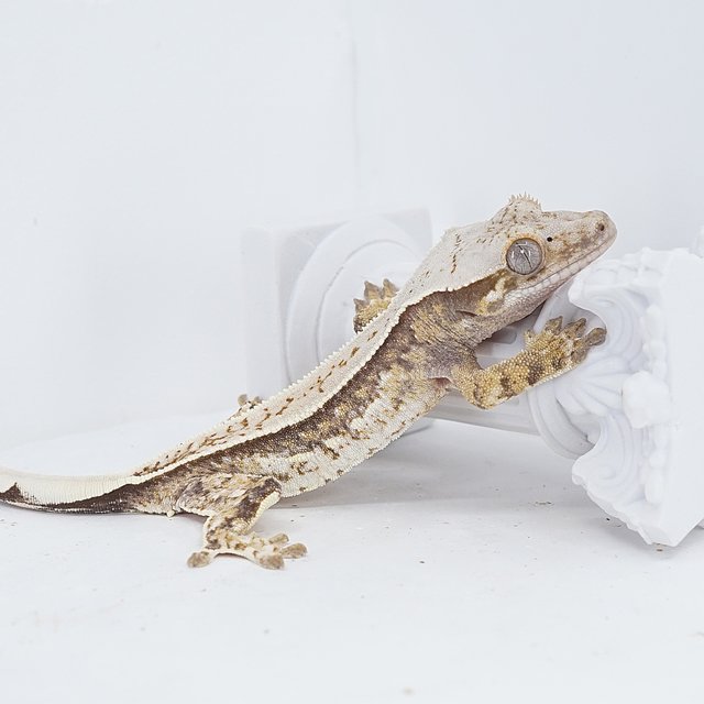 Quad Pinstripe Tri White Pin White Spot