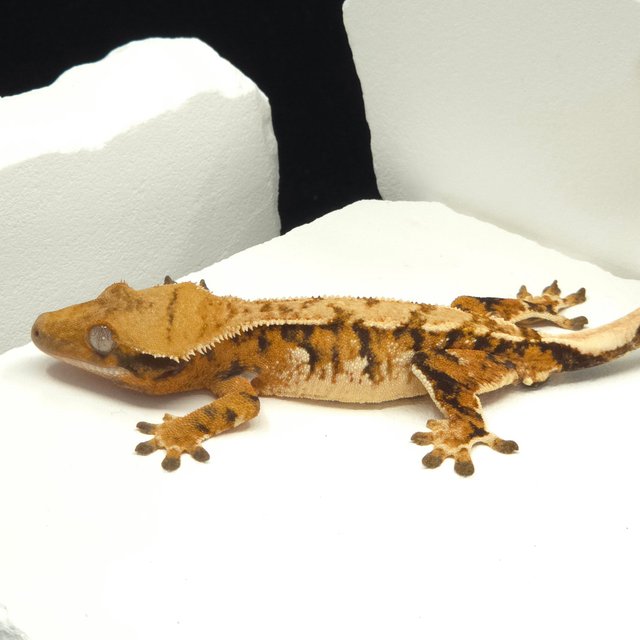 텐저린 트라이 익스트림할리퀸