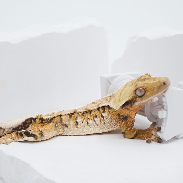 텐저린 트라이 익스트림할리퀸