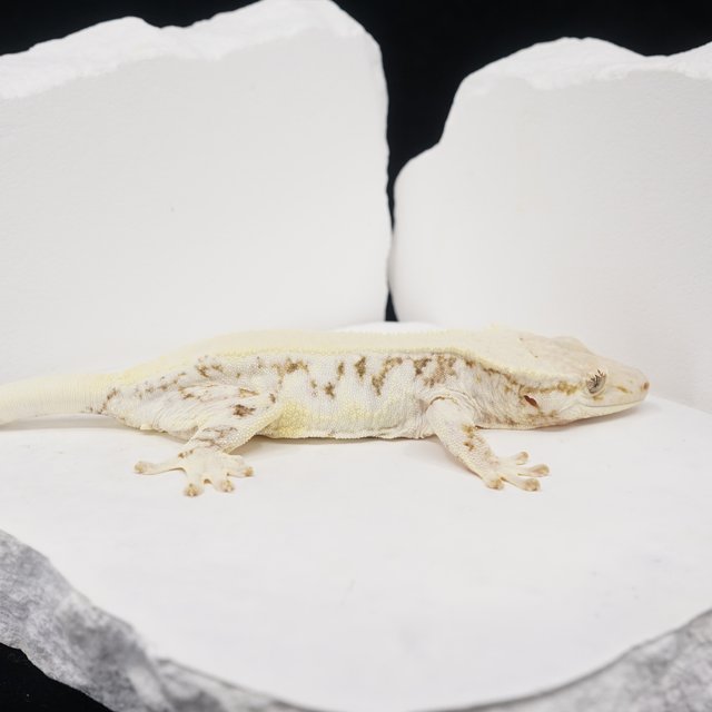 Solid Back Lilly White