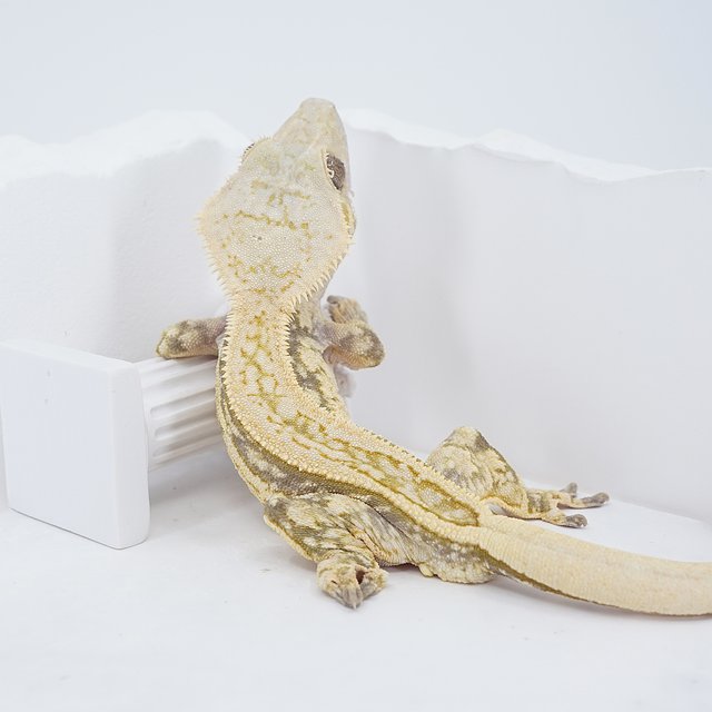 Quad Pinstripe Super Stripe Tri