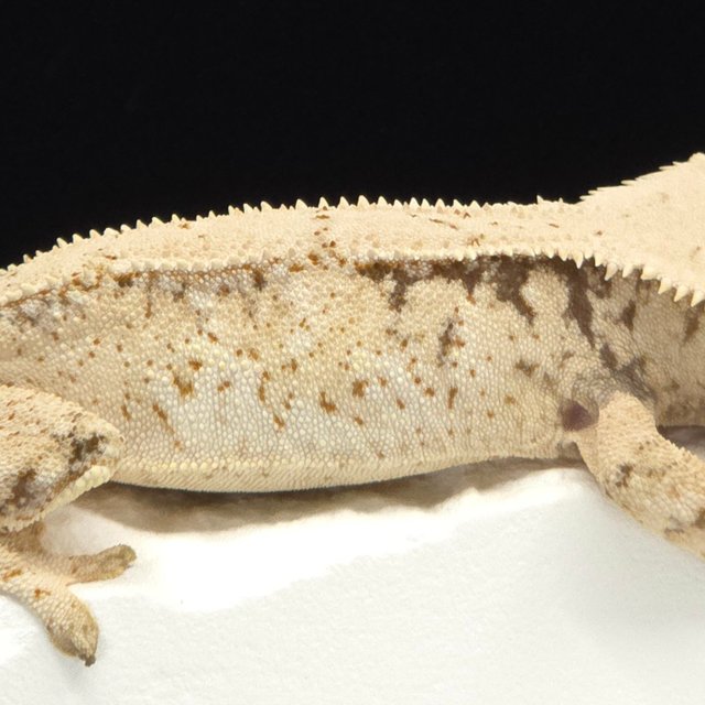 Extreme Harlequin White Tri