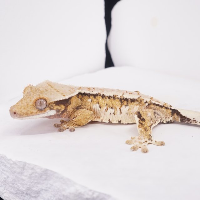 트라이 익스트림할리퀸