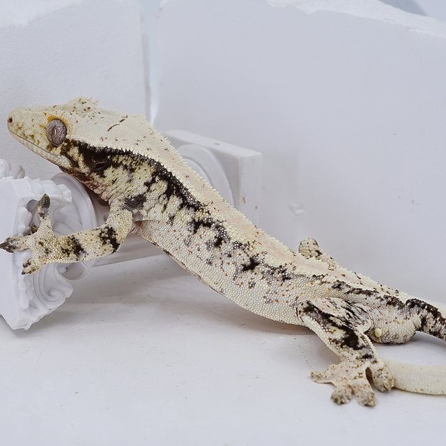 Tri Extreme Harlequin White