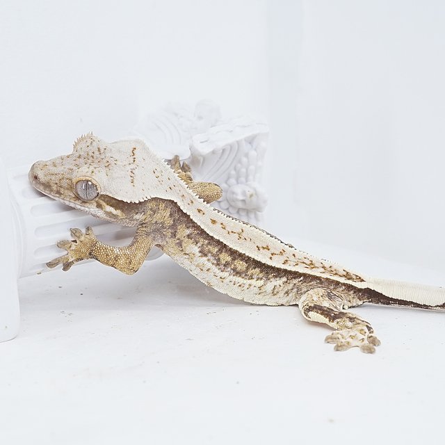 Quad Pinstripe Tri White Pin White Spot