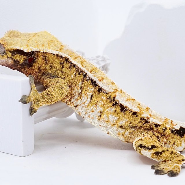 트라이 익스트림할리퀸