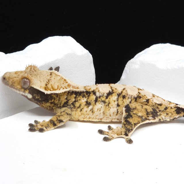 트라이 익스트림할리퀸