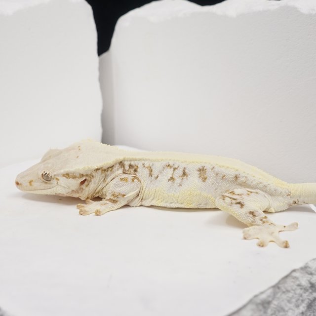 Solid Back Lilly White