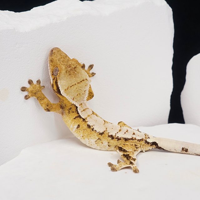 Tri Extreme Harlequin