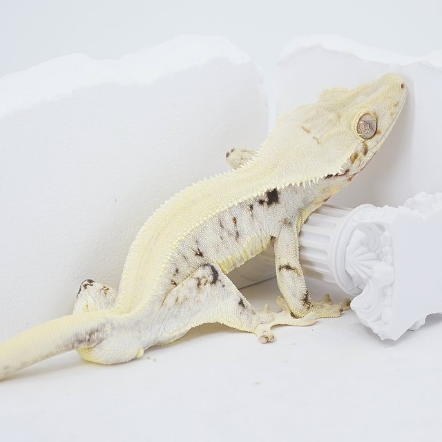 Solid Back Lilly White