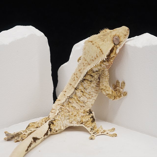 Tri Extreme Harlequin