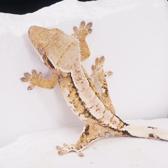 트라이 익스트림할리퀸