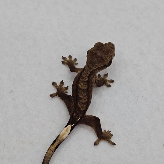블랙 챠콜 알티