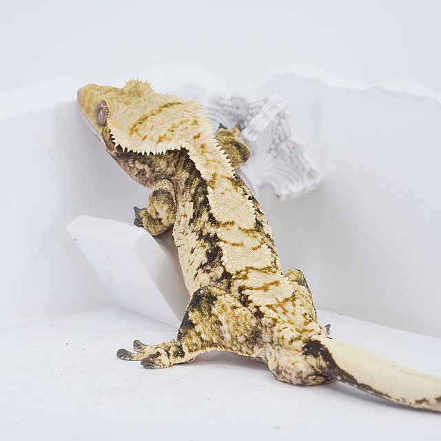 Tri Extreme Harlequin