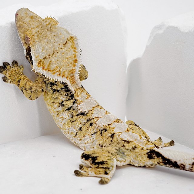 화이트크라운 트라이 익스트림할리퀸