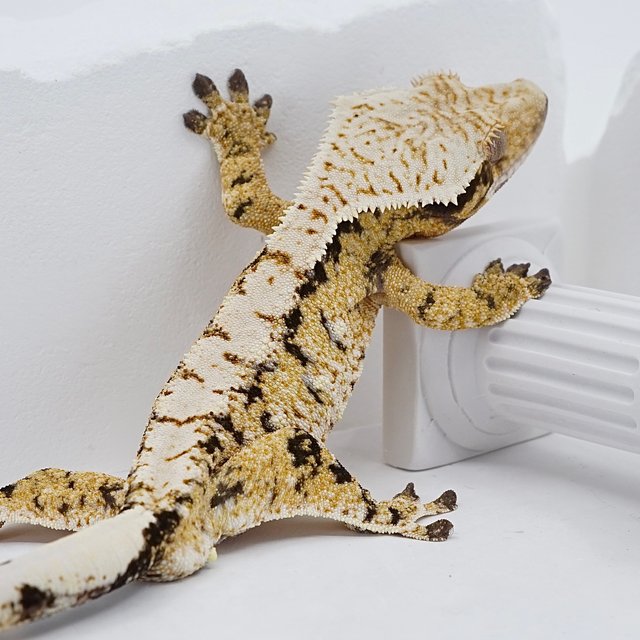 트라이 익스트림할리퀸