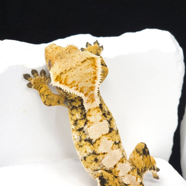 트라이 익스트림할리퀸