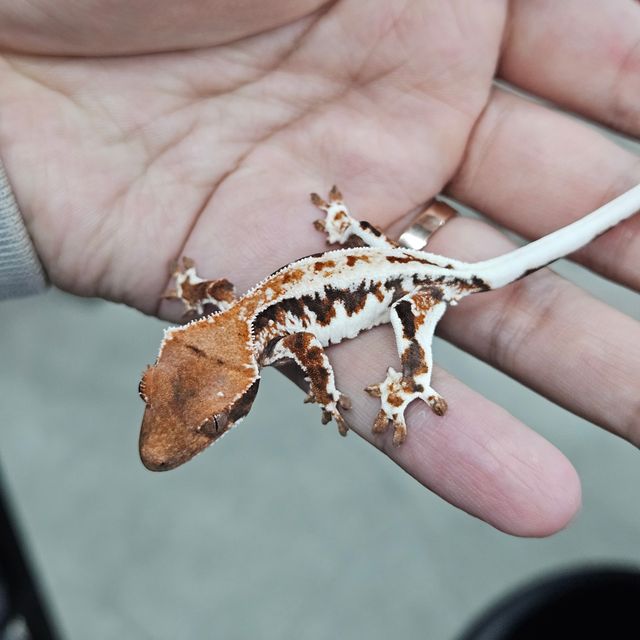 프라푸치노