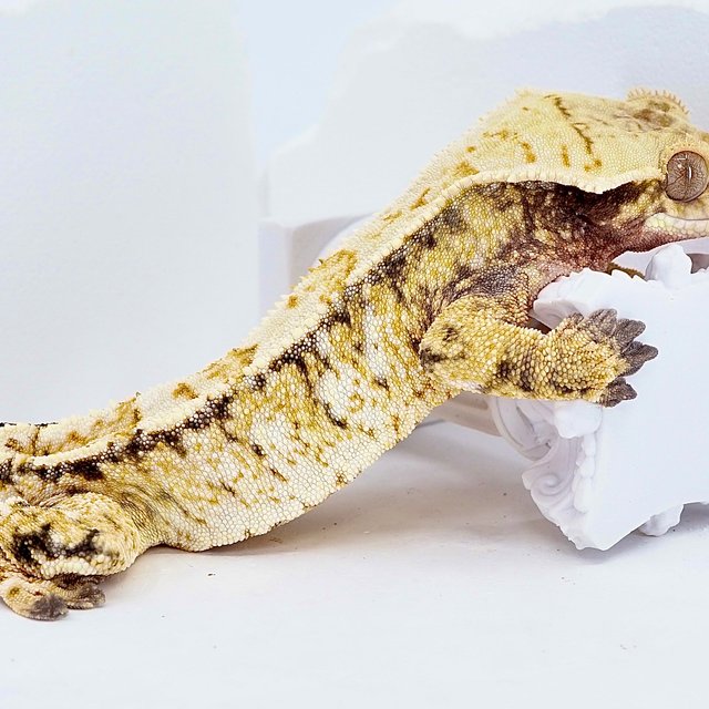 Tri Extreme Harlequin