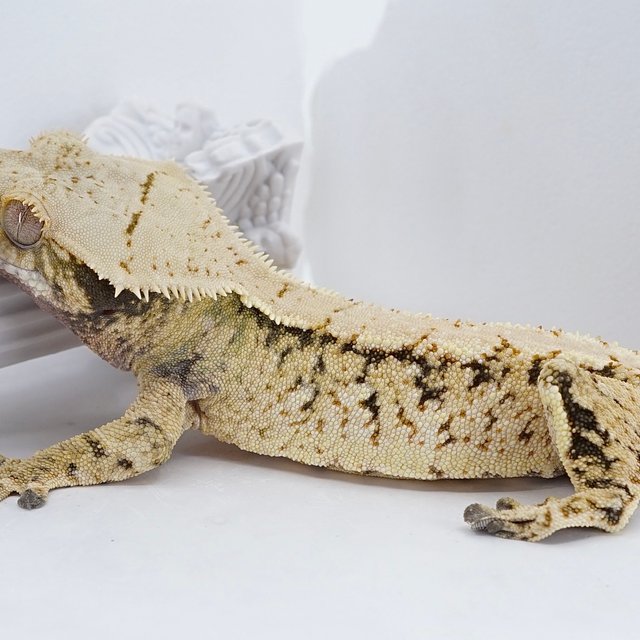 트라이 익스트림할리퀸 화이트스팟