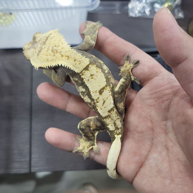 다크 할리퀸