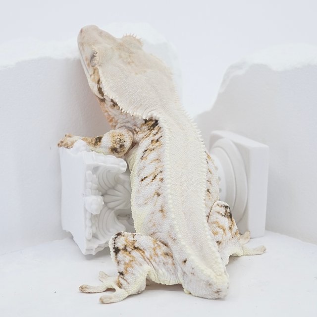 Solid Back Lilly White