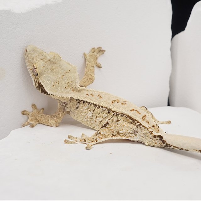 Drippy Tri Pinstripe