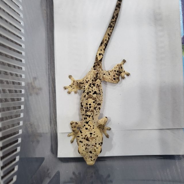 달마시안
