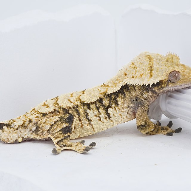 Tri Extreme Harlequin