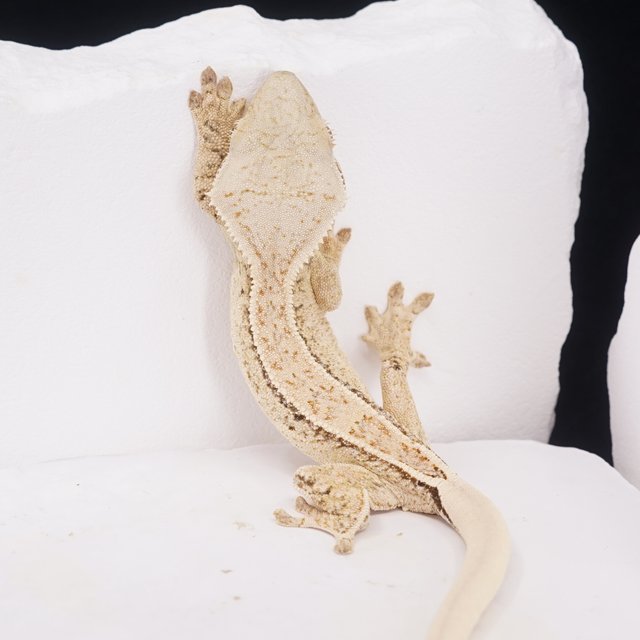 풀핀 쿼드 드리피 트라이