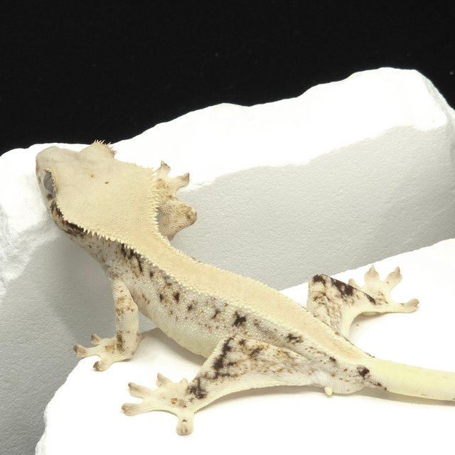 솔리드백 릴리화이트