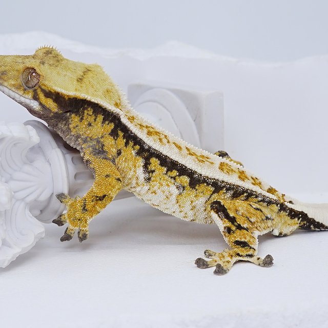 Tri Extreme Harlequin
