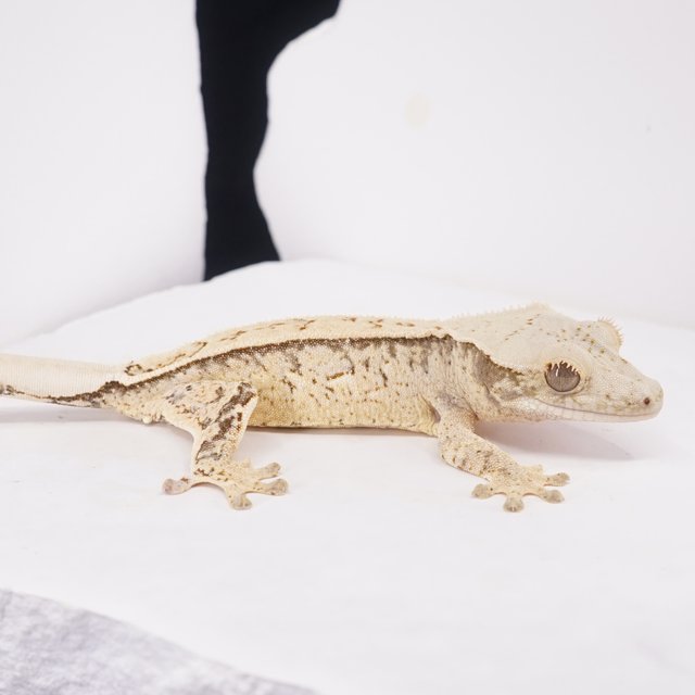 쿼드 풀핀 트라이