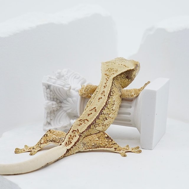 핀스트라이프 트라이