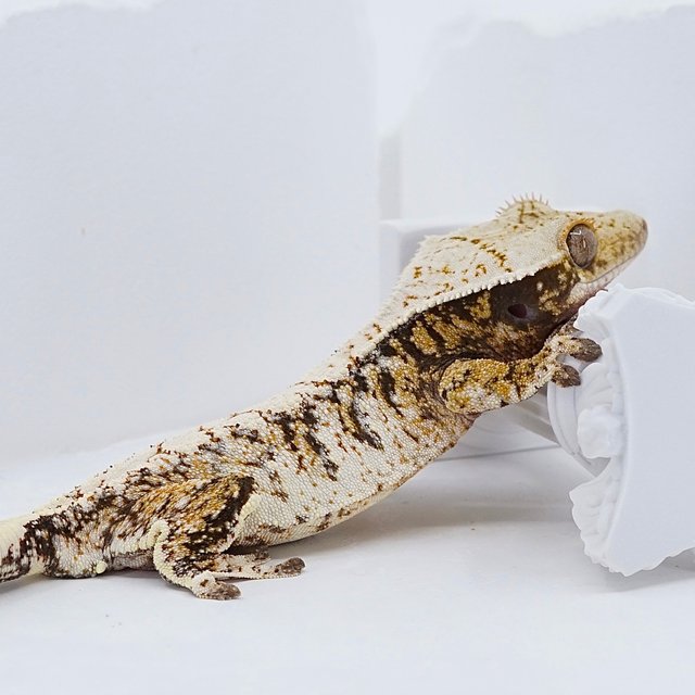 화이트스팟 화이트크라운 트라이 익스트림할리퀸