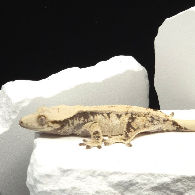 Extreme Harlequin Tri