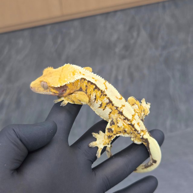 트라이 익스트림할리퀸