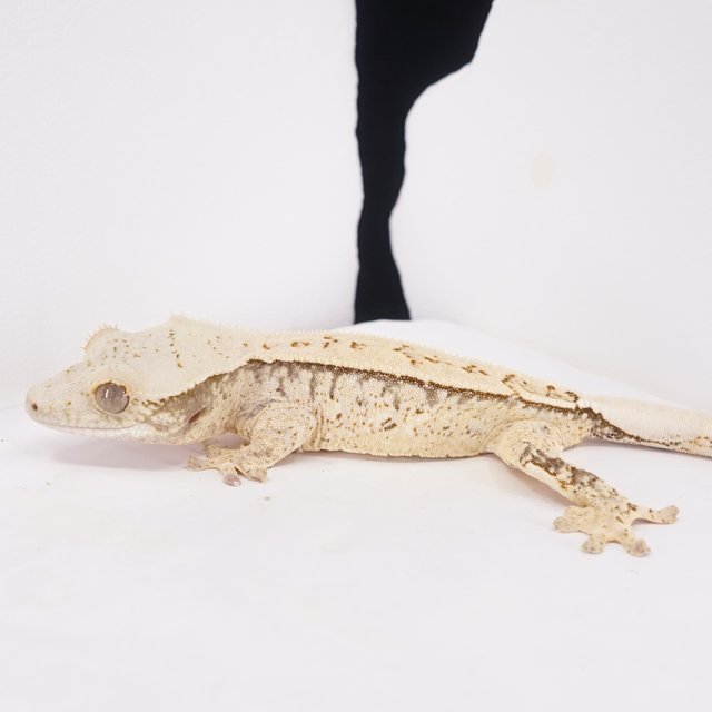 쿼드 풀핀 트라이