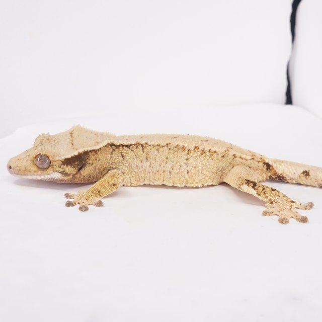 쿼드 풀핀 익스트림할리퀸